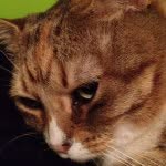 Katie Leff - @katie_the_floofy_cat - Instagram