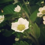 Kate Lester - @flower_photos444 - Instagram