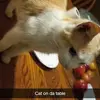kateletcher - @kateletcher - TikTok