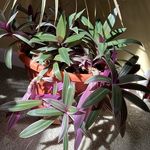 Kate - loving plants - @oh.beleafme - Instagram