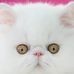 Cats Lover - Facebook