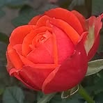 Kate Loya - Facebook