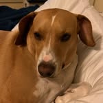 Katie Luther Weit-James - @katielutherthedog - Instagram