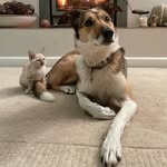 Kate MacRae - @wildlifekateadventurepaws - Instagram