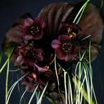Kate Mancini - Facebook