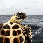 Kate Mansfield, PhD - @ucfturtlelab - Instagram