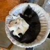 cats.mayokate - @cats.mayokate - TikTok