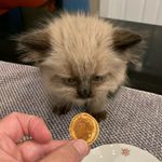 Kate McCall - @pamcake_the_himalayan - Instagram
