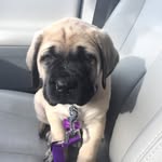 Katie McGhee - @georgialou_the_english_mastiff - Instagram