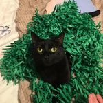 Kate - @kate_meek_55 - Instagram