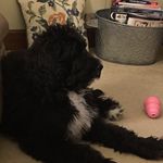 Kate Mulder - @mollybernadettedoodle - Instagram