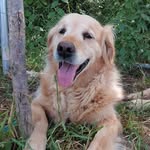Kate Newman - @molly_goldie_rescue - Instagram