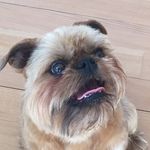KATE OVERTON - @brussels_griff - Instagram