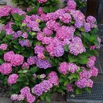 Kate Pedersen - @flower_living - Instagram