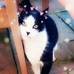 kate pender - @crazycats731 - Instagram