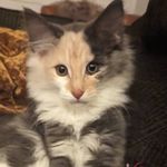 SE*Avivaz Kissable Kate - Pepper - @pepper_norwegianforestcat - Instagram