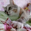 щука lps - @kate._.pike - TikTok