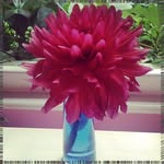 Kate Pingree - @earllupouwi - Instagram