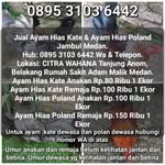 #jualayamhiaskatepolandmedan - @jual_ayam_kate_poland_medan - Instagram