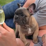 Katie Poland - @peanutthefrenchbulldog - Instagram