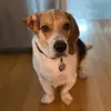 Kate Pray - @larrytherescuebeagle - TikTok