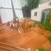 kate quinlan - @talking.horses123 - TikTok