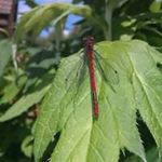 Kate Ramsay - @yasmar1959 - Instagram