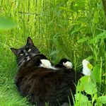Eddy🐈‍⬛ - @kater.eddy - Instagram