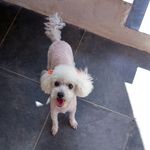 Kate Reis 🎀 Poodle - @katepoodle_ - Instagram