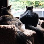 Kate Ritchie - @wally_and_daisy - Instagram