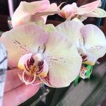 Katerina_orchids - @kate.romanova.146 - Instagram