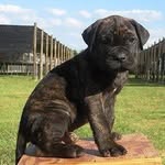 Kate Roper - @cougarladybug - Instagram