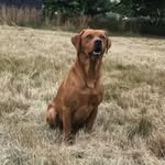 Kate Rust - @tuesnoaddogs - Instagram