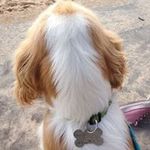 Kate Rutherford - @fluffandfrank - Instagram