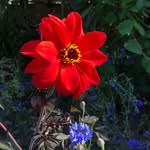 Kate Salmon - @mummygardenerdoctor - Instagram