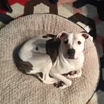 Kate Chrysanthemum Saxton - @kate_a_roo_roo - Instagram