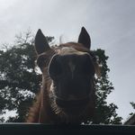 Kate Scherer - @equestrian__kate_ - Instagram