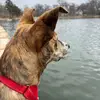 bellasullythepuppy - @kateschulztwitch - TikTok