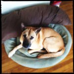 Kate Seward - @dogsofthecity - Instagram