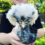 Kate Sorrell - @life_withchickens - Instagram