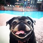Katie Stagg & Gracie Lavigne - @pugsister - Instagram