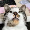 Kate - @kate.stamp - TikTok