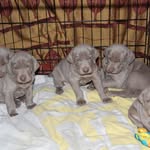 Kate Steward - @crazy.weim.lady - Instagram
