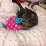 Katie Stickley - @katie.stickley - Instagram
