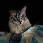 Kate Clark-Stover - @klcsdvm - Instagram