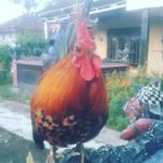 ayam kate sultan - @uut.ganteng - Instagram