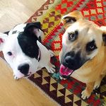 Kate and Trout McCracken - @the_trials_of_kate_and_trout - Instagram