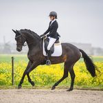 Kate van Driel - @katevandrieldressage - Instagram