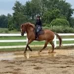 Katie Westfall - @royalk_dressage - Instagram