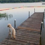 Kate Yoder - @harperthe_cavapoo - Instagram